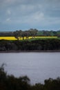 Victoria, Australia. Canola Fields Blooming