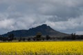 Victoria, Australia. Canola Fields Blooming