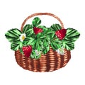 Victoria basket. Watercolor botanical illustration of strawberries isolated on white background. For your design