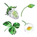 Victoria. Botanical illustration of green strawberry leaves, flower and mustache. For your design