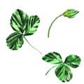 Victoria. Botanical illustration of green strawberry leaves and mustache. For your design