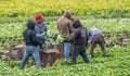 Immigrant farm workers working on farm. Royalty Free Stock Photo