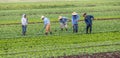 Immigrant farm workers working on farm. Royalty Free Stock Photo