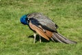 Male peacock preening on a beautiful sunny day