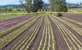 Victoria, British Columbia/ Canada - 06/18/2019: Workers plant rows of crops in a farmers field with the use of a crop tractor .