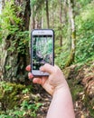 VICTORIA, CANADA - JULY 13, 2019: hand holding the smartphone taking picture of green summer forest
