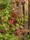 Victoria creeper on a wooden fence. Royalty Free Stock Photo