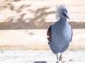 Victoria Crowned bird Goura victoria Royalty Free Stock Photo