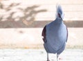 Victoria Crowned bird Goura victoria Royalty Free Stock Photo