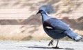 Victoria Crowned bird Goura victoria Royalty Free Stock Photo