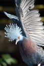 Victoria Crowned bird Goura victoria, head profile with dark background. Royalty Free Stock Photo