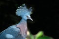 Victoria Crowned bird Goura victoria, head profile with dark background. Royalty Free Stock Photo