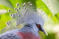 Victoria Crowned bird (Goura victoria) Royalty Free Stock Photo