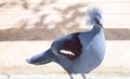 Victoria Crowned bird Goura victoria Royalty Free Stock Photo