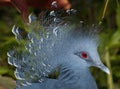 Victoria crowned pigeon