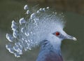 Victoria crowned pigeon