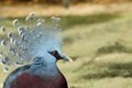 Victoria Crowned Pigeon Royalty Free Stock Photo
