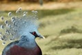 Victoria Crowned Pigeon