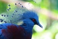 Victoria Crowned Pigeon