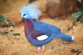 Victoria crowned pigeon