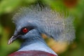 Victoria crowned pigeon Royalty Free Stock Photo