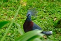 Victoria Crowned Pigeon Royalty Free Stock Photo