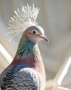 A Victoria crowned pigeon displaying its intricate feather crest in soft lighting