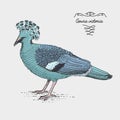 Victoria Crowned Pigeon engraved, hand drawn vector illustration in woodcut scratchboard style, vintage drawing species.