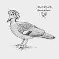 Victoria Crowned Pigeon engraved, hand drawn vector illustration in woodcut scratchboard style, vintage drawing species.