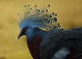 The Victoria crowned pigeon Goura victoria detail, portrait Royalty Free Stock Photo