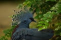 The Victoria crowned pigeon Goura victoria detail, portrait Royalty Free Stock Photo