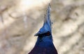 Victoria crowned pigeon, Goura victoria Royalty Free Stock Photo