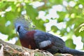 Victoria Crowned Pigeon Royalty Free Stock Photo