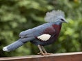 Victoria Crowned Pigeon Goura victoria Royalty Free Stock Photo