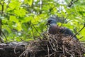 Victoria Crowned Pigeon Goura victoria  bird`s nest on branch in tree after rain,Animal conservation and protecting ecosystems Royalty Free Stock Photo