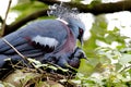 Victoria crowned pigeon Goura victoria Royalty Free Stock Photo