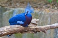 Victoria Crowned Pigeon or Goura victoria