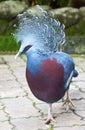 The Victoria Crowned Pigeon (Goura victoria) Royalty Free Stock Photo