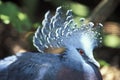 Victoria crowned pigeon, Goura victoria Royalty Free Stock Photo