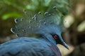 Victoria crowned pigeon Goura victoria Royalty Free Stock Photo