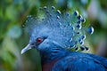 Victoria crowned pigeon head closeup