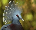 Victoria Crowned Pigeon