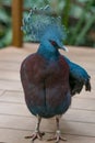 Close up side profile portrait of blue Victoria crowned pigeon