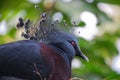 Victoria crowned pigeon. Bird