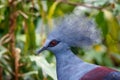 Victoria crowned pigeon in the park on Sentosa island Royalty Free Stock Photo