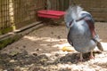 The Victoria crowned pigeon on rocky ground