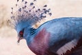 Victoria crowned pigeon or Victoria goura Royalty Free Stock Photo