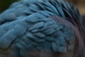 Victoria crowned pigeon (Goura victoria). Royalty Free Stock Photo