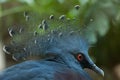 Victoria crowned pigeon (Goura victoria). Royalty Free Stock Photo