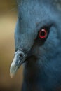 Victoria crowned pigeon (Goura victoria). Royalty Free Stock Photo